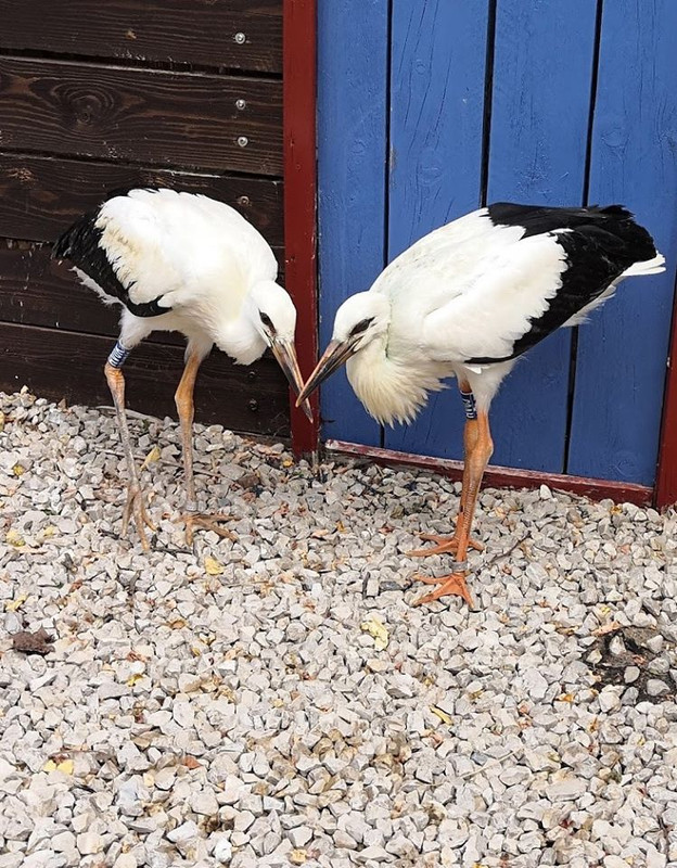 Ságvári és zámolyi kisgólyák2