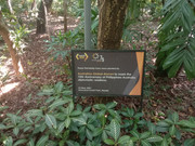 Arroceros-Forest-Park-Manila-Bagras20260716-150829