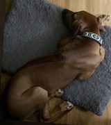 Rocco the Rhodesian Ridgeback 32