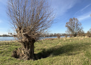 1319.1_Hochwassermarken_