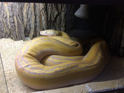 31676773_2013989795335227_8274900531839762432_n