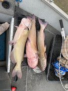 [Image: IMG-0603-1.jpg]