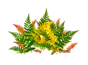 ISmell-Autumn-LL-Element61