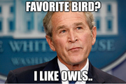 Dubya owls
