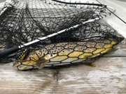 6283EAEB-A9EE-4B3A-9B23-2B298BAD3F44