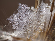 DSC01199-crop
