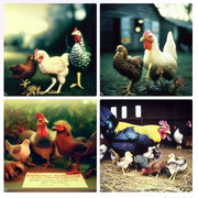 Screenshot_20230612-154612