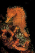 Copia-de-04-Cavalo-marinho-(Hippocampus-aff-patagonicus)-sobre-colonia-de-briozoarios-(Schizoporel
