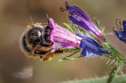 Echium humile (Bugloss) - JPB_1816-Edit-Edit