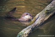 Tamar Otter Sanctuary, North Petherwin.