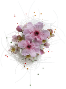 Blossom-Elements-98
