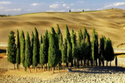 кипарис в Африке image