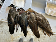 [Image: IMG-5472.jpg]