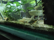 IMG_20210418_70L_pepper_cory_3