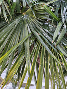Trachycarpus fortunei, část 2 - Stránka 24 Lev-ital