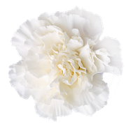 Winter-White-Elements-149