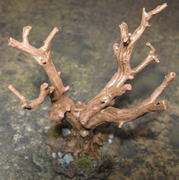 Small-Tree-A