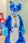 Cobby at SiamPaws 2026