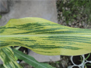 Spiroplasma maíz IPAVE INTA para enfermedades de maíz