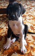 Odin-Baronet