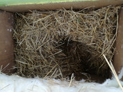 Ježkovník a výplň ze slámy.