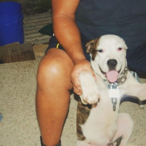 Bigg Dogg - Pups (2026)