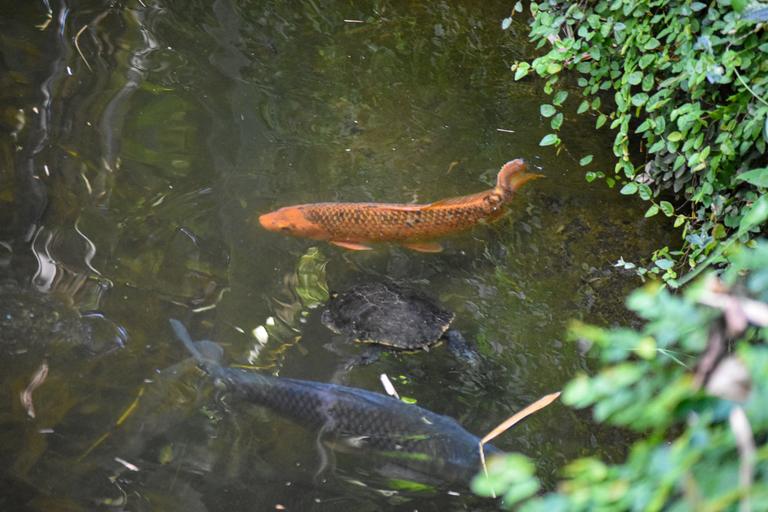 В джазе только девушки или аргентинско-бразильский калейдоскоп В джазе только девушки или аргентинско-бразильский калейдоскоп