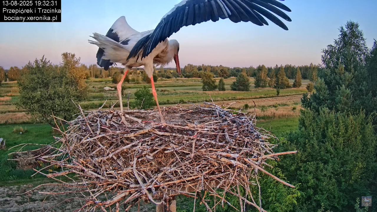 13082025bociany15