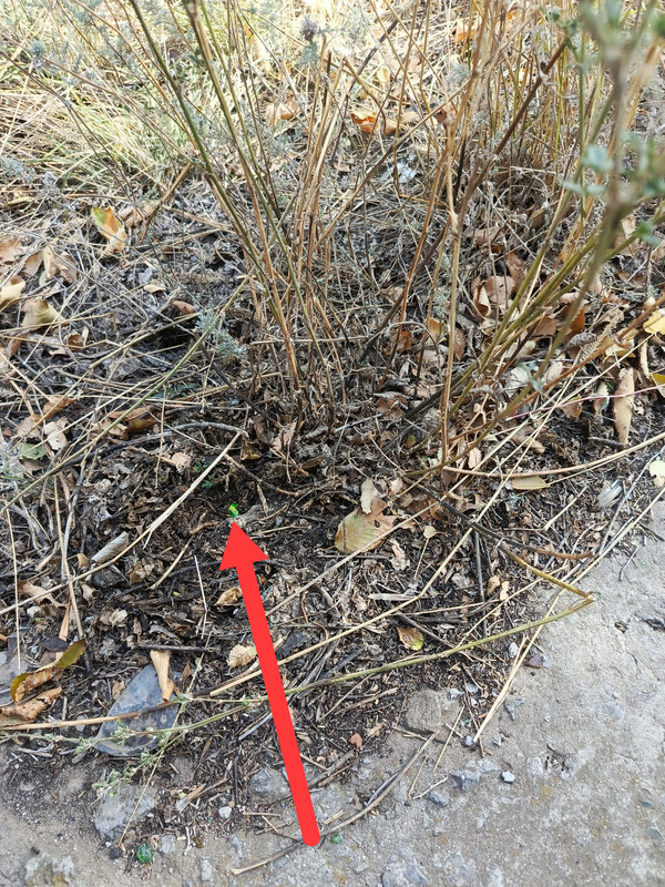 IMG_20251005_200625_804