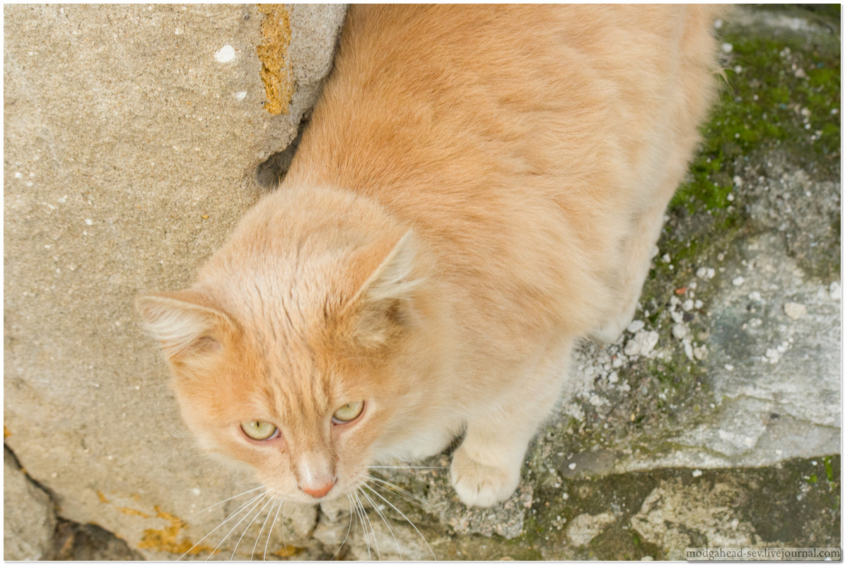 Sev-Cat-2011