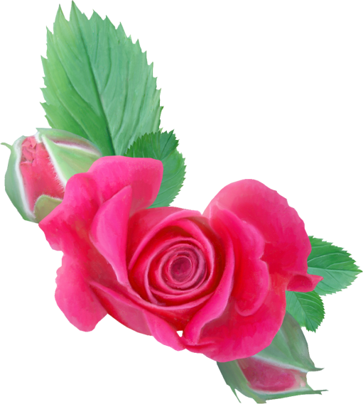 Rose05