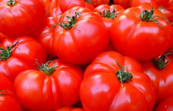 Do Parrots Eat Tomatoes