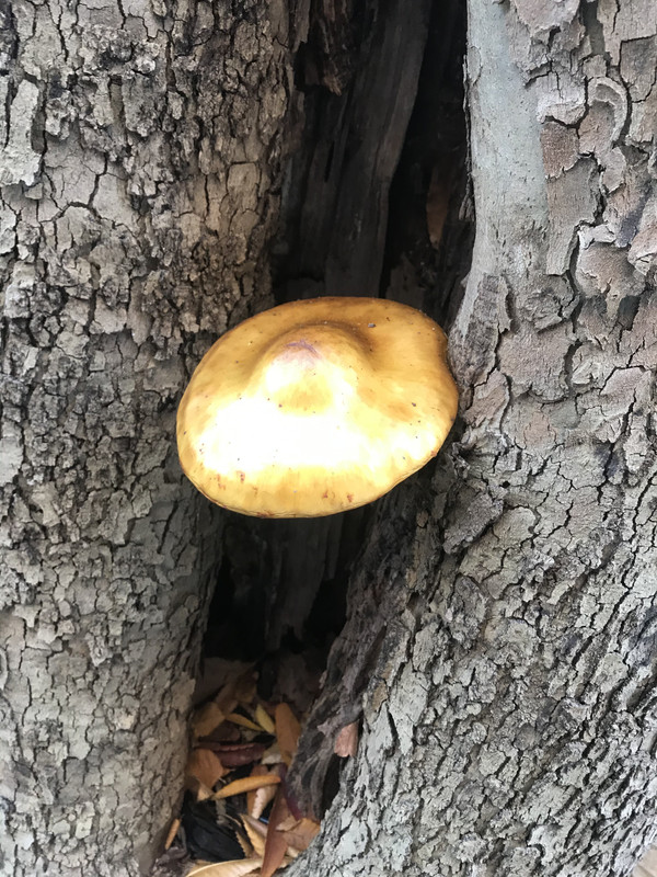 CCAF5C32-D510-4486-8D8A-F0F4441C8A98