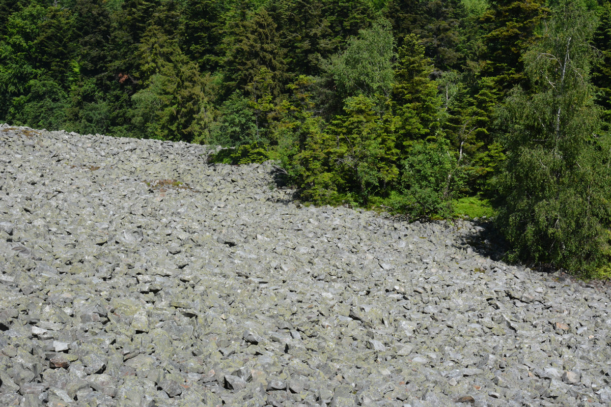 02.09 - DSC_7515 (Ater)