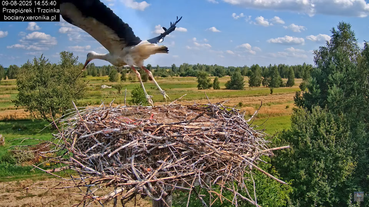09082025bociany22