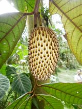 Raimondia monoica Saff.