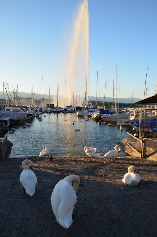 Suiza y sus pueblos-2019 - Blogs de Suiza - GINEBRA-3-9-2019 (304)
