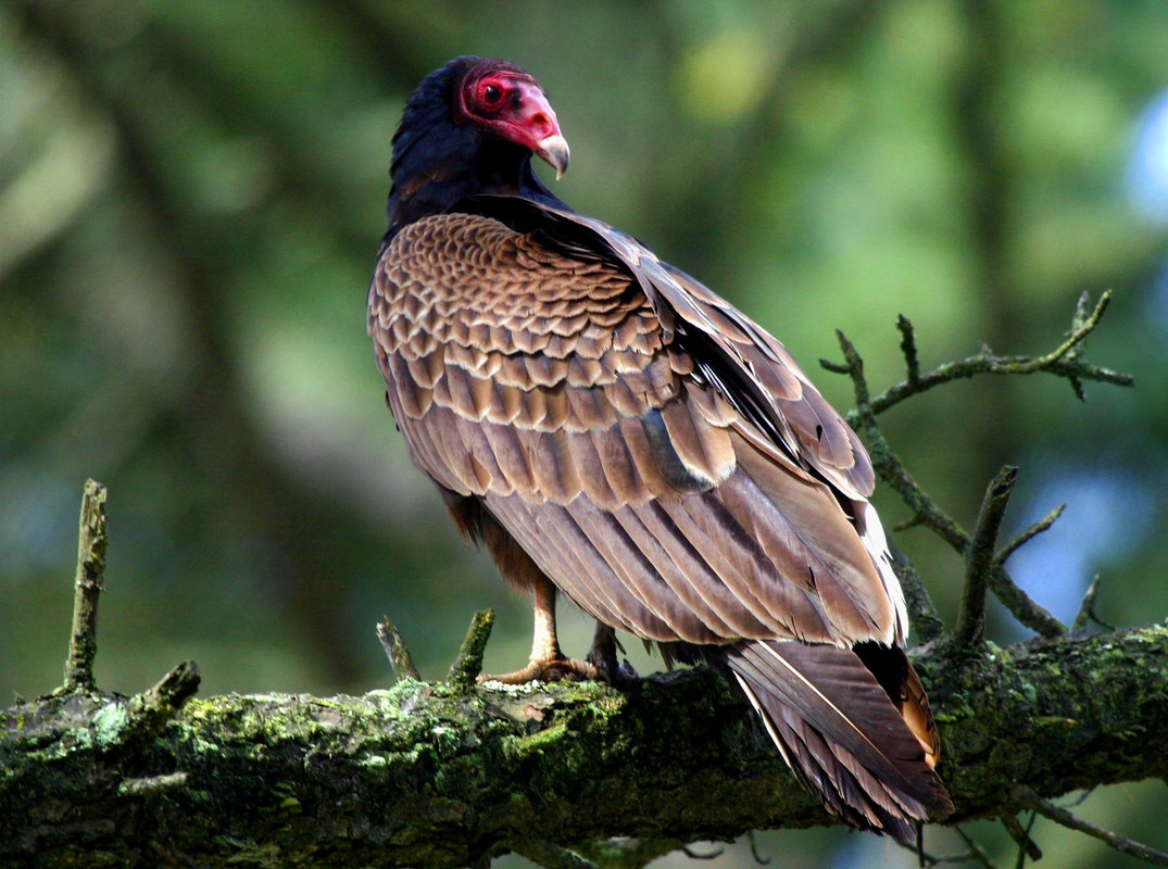 3365TurkeyVulture copy
