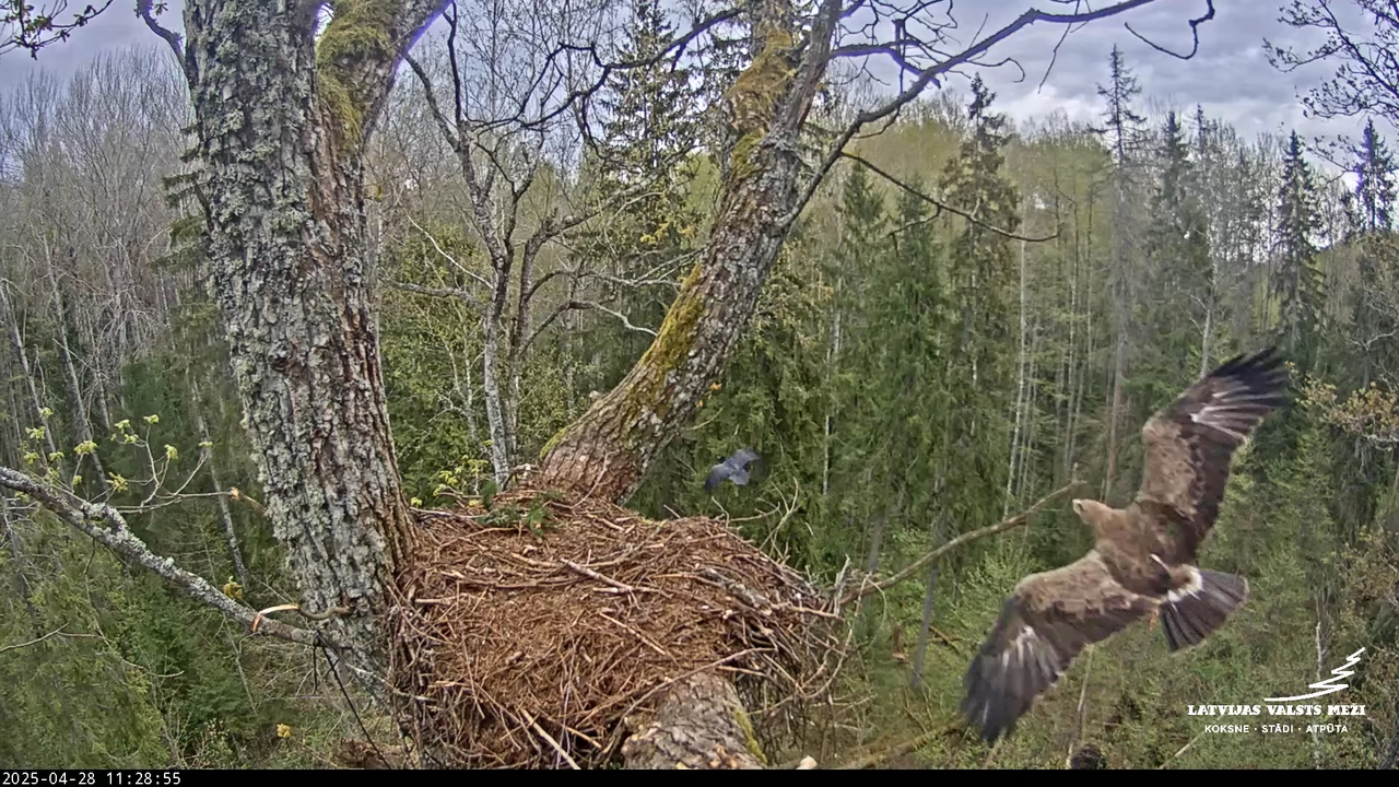 LVM mazais ērglis Lisiņa, ozols2 – Lesser Spotted Eagle 2-29-5 screenshot