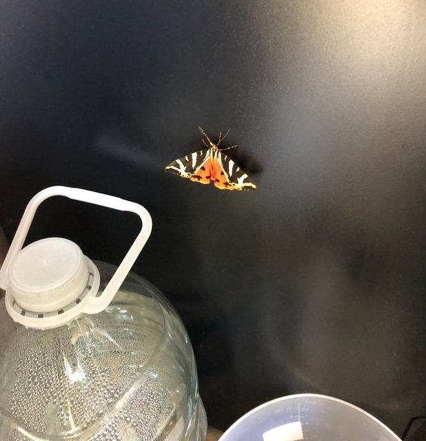 butterfly-on-freezer.jpg