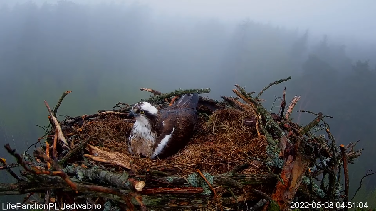 Rybołowy Online Puszcza Napiwodzko-Ramucka _ Ospreys Online in Napiwodzko-Ramucka Forest 7-11-28 scr