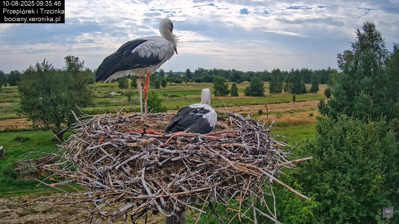 10082025bociany11