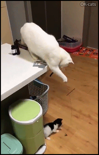 Amazing-Cat-GIF-Clever-Mama-Cat-pranking-her-kitten-with-a-cat-toy-like-a-human.gif