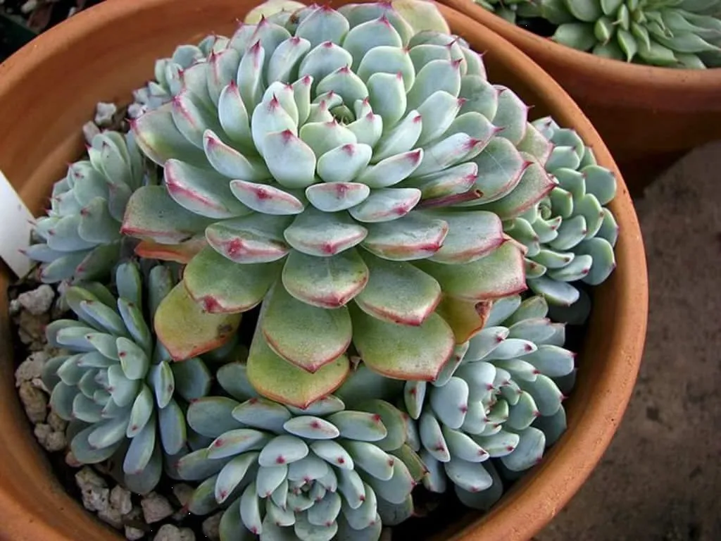 ¿Conoces los cuidados que debe tener la suculenta Echeveria Amoena? ¡Son muy simples!