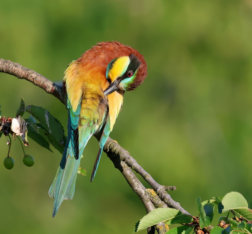 5E3A6885-topaz-denoise