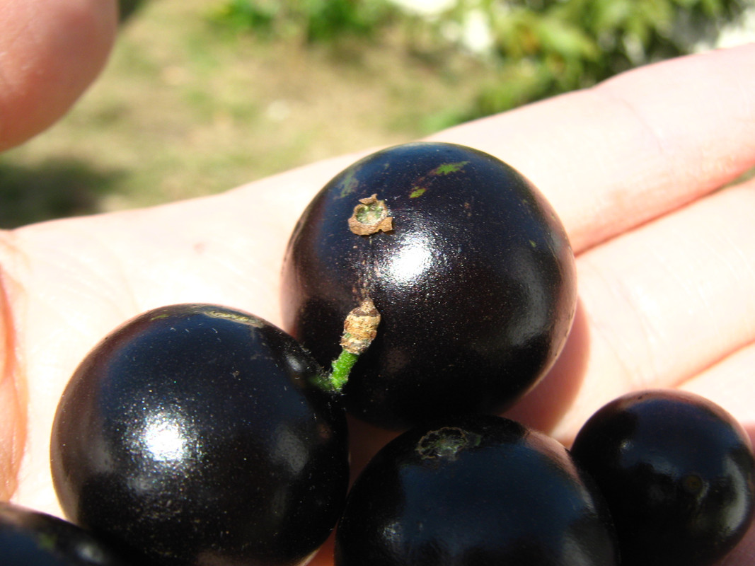 jaboticaba_fruits-20140829T123256