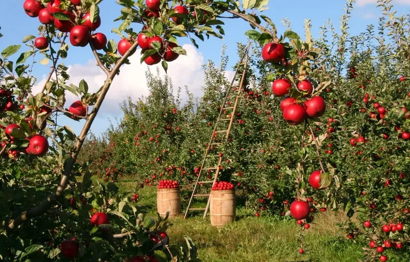 red-apples-1873078-1280.webp