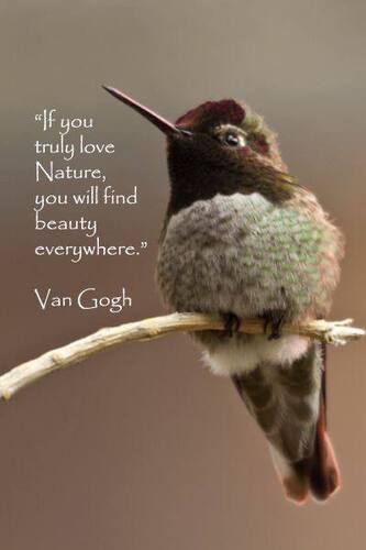 Hummingbird-Nature-is-Beauty