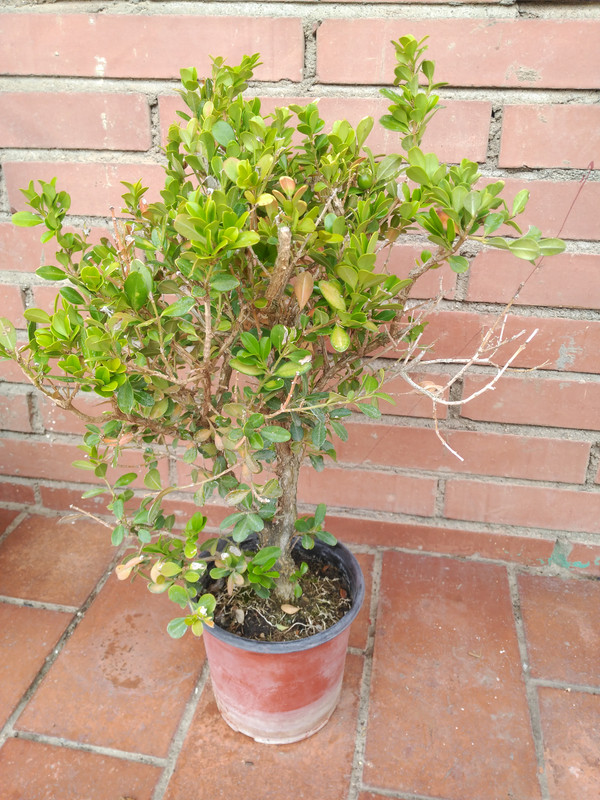 IMG_20200427_165340