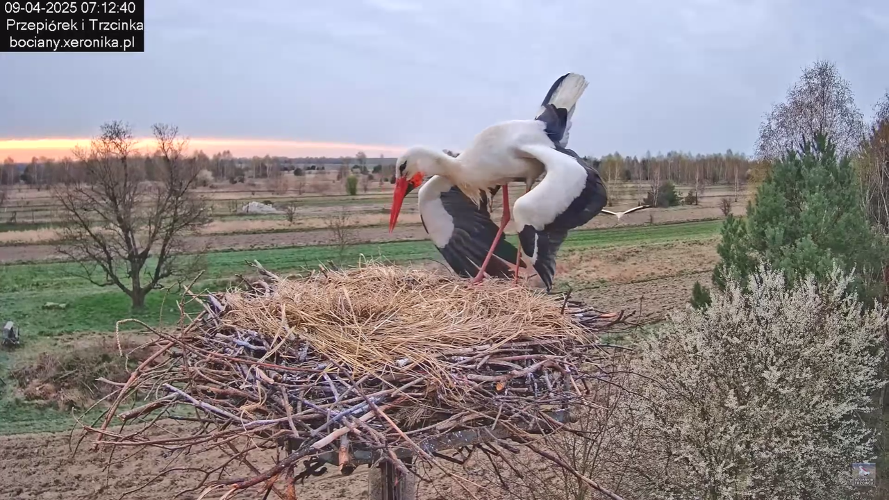 09042025bociany_9